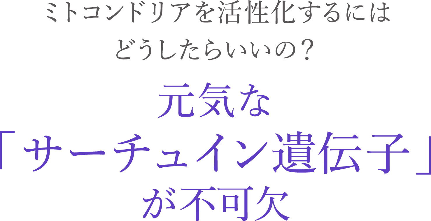 ミトコンドリアを活性化するにはどうしたらいいの？元気な「サーチュイン遺伝子」が不可欠